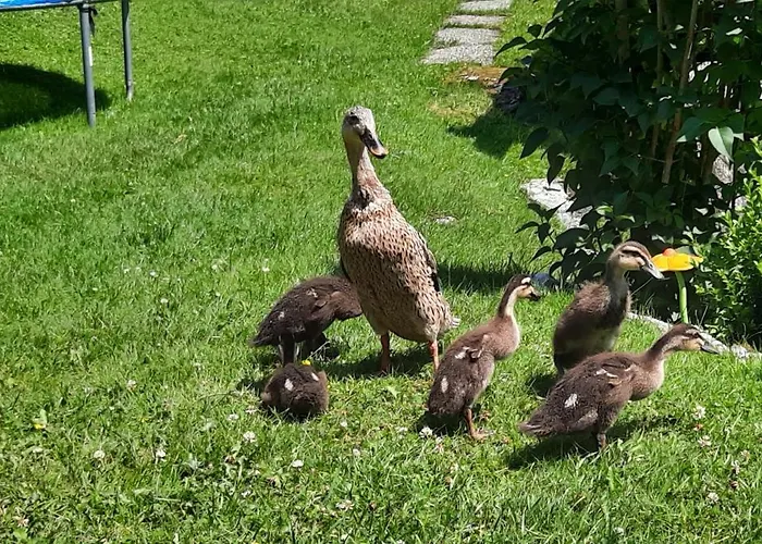 Apartamento Rieder Gerlos