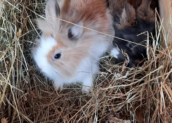 Apartamento Rieder *